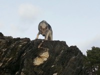 /album/saarloos-wolfdog-norway/a1402440-10154091123755179-3321114381105999306-o-jpg/