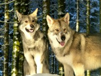 /album/saarloos-wolfdog-norway/a1451600-10153624069995179-1417382925-n-jpg/