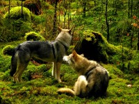 /album/saarloos-wolfdog-norway/a10014746-228235524036168-1356351385-o-jpg/