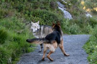 /album/saarloos-wolfdog-norway/a10385292-252768141582906-5676703068476016673-n-jpg/