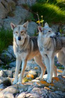 /album/saarloos-wolfdog-norway/a10443603-249356401924080-4647082074496519998-n-jpg/