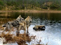/album/saarloos-wolfdog-norway/a598433-186852734841114-609673641-n-jpg/