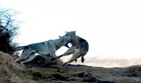 /album/saarloos-wolfdog-norway/a995568-196789943847393-2059797098-n-jpg/
