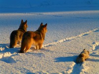 /album/saarloos-wolfdog-norway/a1466284-187307864795601-284575992-n-jpg/