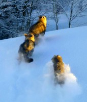 /album/saarloos-wolfdog-norway/a1468746-187307538128967-1497554316-n-jpg/