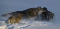 /album/saarloos-wolfdog-norway/a1499616-187307811462273-88009504-n-jpg/