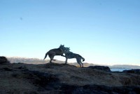 /album/saarloos-wolfdog-norway/a1554535-196788830514171-542143982-n-jpg/