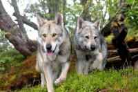 /album/saarloos-wolfdog-norway/a10365310-254511928075194-7712276426558849831-o-jpg/