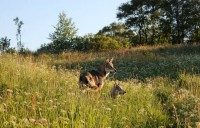 /album/saarloos-wolfdog-norway/a1395445-252781148248272-8784876316033836322-n-jpg/