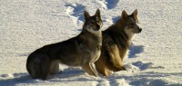 /album/saarloos-wolfdog-norway/a1488836-187308001462254-949990295-n-jpg/