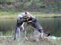 /album/saarloos-wolfdog-norway/image-jpg2/