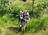 /album/saarloos-wolfdog-norway/a936073-271832519676468-284476403552970944-n-jpg/