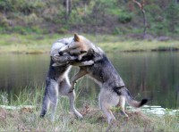 /album/saarloos-wolfdog-norway/a10262181-268503923342661-3729933547564108645-n-jpg/