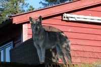 /album/saarloos-wolfdog-norway/a10382777-254704328055954-3996691782518434070-n-jpg/