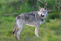 /album/saarloos-wolfdog-norway/a10394527-271832126343174-3429538671688522178-n-jpg/