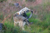 /album/saarloos-wolfdog-norway/a10411865-271832143009839-4921604210063878452-n-jpg/