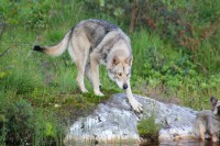 /album/saarloos-wolfdog-norway/a10420209-271825036343883-7019148070650694530-n-jpg/