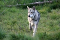 /album/saarloos-wolfdog-norway/a10464273-271832133009840-3603529781570289202-n-jpg/
