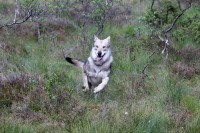 /album/saarloos-wolfdog-norway/a10479183-269258243267229-6490916605207603549-n-jpg/