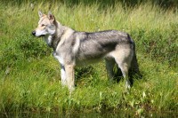 /album/saarloos-wolfdog-norway/a10483138-271832526343134-8757852824157179546-n-jpg/