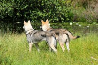 /album/saarloos-wolfdog-norway/a10488193-271832503009803-2402237754450150253-n-jpg/