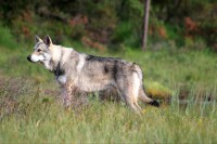 /album/saarloos-wolfdog-norway/a10492158-269258123267241-7982953591836708701-n-jpg/