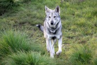 /album/saarloos-wolfdog-norway/a10500455-271832123009841-3708132421073038346-n-jpg/