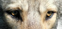 /album/saarloos-wolfdog-norway/a10530829-271831436343243-2037969783943007866-n-jpg/