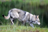 /album/saarloos-wolfdog-norway/a10563068-269258129933907-3324095276379116135-n-jpg/