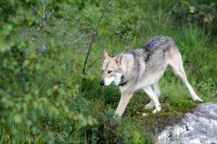 /album/saarloos-wolfdog-norway/a10574492-271825209677199-7355169484786105722-n-jpg/