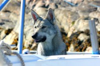 /album/saarloos-wolfdog-norway/img-9006-jpg2/