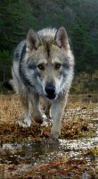 /album/saarloos-wolfdog-norway/a10409686-10154519062315179-4762584300703623462-n-jpg/