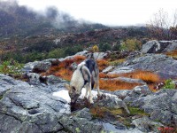 /album/saarloos-wolfdog-norway/a521694-127051220821266-1602868866-n-jpg/