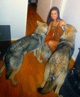 /album/saarloos-wolfdog-norway/a1467448-183751875151200-1924041913-n-jpg/