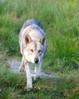 /album/saarloos-wolfdog-norway/a10608437-10154510659415585-6113053664234498557-o-jpg/