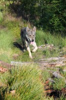 /album/saarloos-wolfdog-norway/a10380498-252760448250342-1294394973444360498-o-jpg/