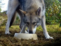 /album/saarloos-wolfdog-norway/a1782470-229101987282855-1385892578-o-jpg/