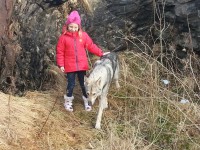 /album/saarloos-wolfdog-norway/a882362-431240490288229-1028458614-o-jpg/