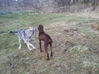 /album/saarloos-wolfdog-norway/a919164-10201423433814595-45284714-o-jpg/