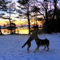 /album/saarloos-wolfdog-norway/a1513169-338471973012522-1439525357903845461-n-jpg/