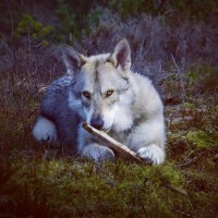 /album/saarloos-wolfdog-norway/a10689667-329703357222717-8058034028113608284-n-jpg/