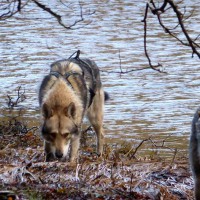 /album/saarloos-wolfdog-norway/a10857716-338468706346182-3931829864024185958-n-jpg/
