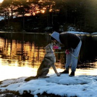 /album/saarloos-wolfdog-norway/a10891728-338474776345575-2457754883316079817-n-jpg/