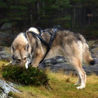 /album/saarloos-wolfdog-norway/a10897765-338479753011744-3723636040572765884-n-jpg1/