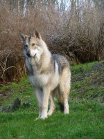 /album/saarloos-wolfdog-norway/a1959680-10153960182750179-82923574-n-jpg/