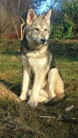 /album/saarloos-wolfdog-norway/a10995990-364682877058098-2559384766545208461-n-jpg/