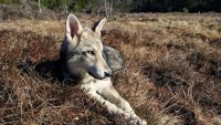 /album/saarloos-wolfdog-norway/a10996314-365962483596804-3686387588631753828-n-jpg/
