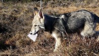 /album/saarloos-wolfdog-norway/a10999689-365962520263467-8666210982158694232-n-jpg/