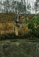 /album/saarloos-wolfdog-norway/a11008057-362809870578732-7918101775159919906-n-jpg/