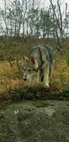 /album/saarloos-wolfdog-norway/a11025160-362809953912057-5777126014375203764-n-jpg/